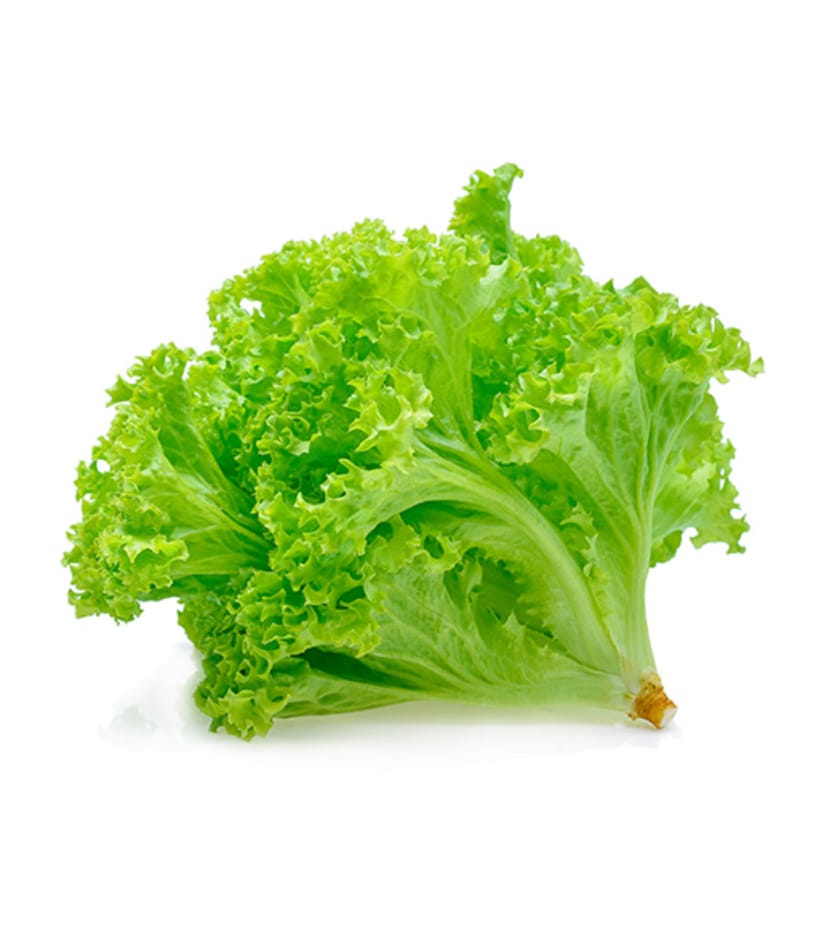 A leaf of green lettuce on a white background.