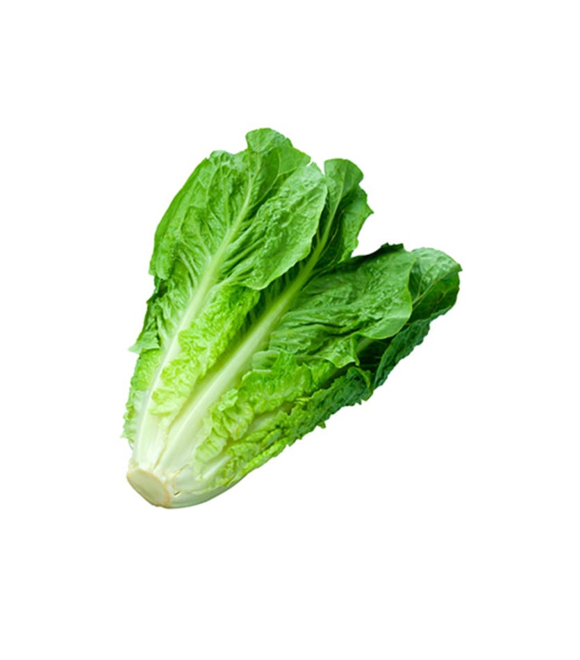 A romaine lettuce leaf on a white background.